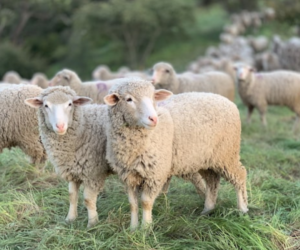 Gate to the Sheep–A Lenten Reflection on Jesus’ I Am Statements