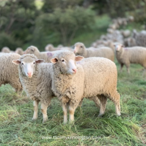 Gate to the Sheep